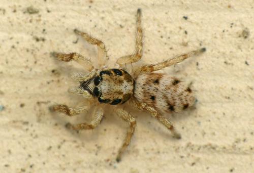 Salticus mutabilis