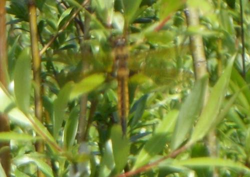 Réf. 119 046 : Epitheca bimaculata
