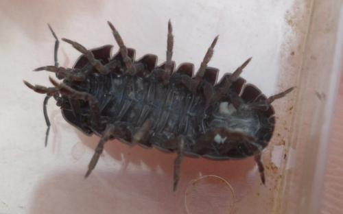 Armadillidium vulgare
