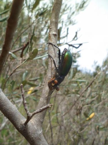 Calosoma sycophanta