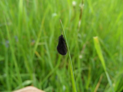 Epichnopterix plumella