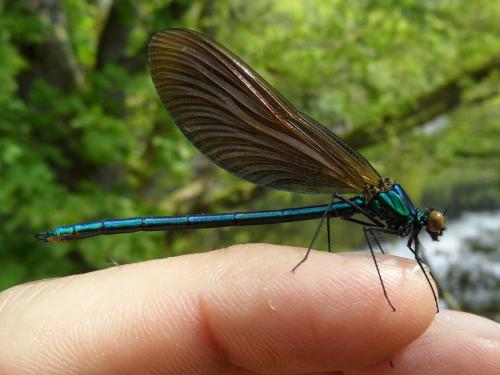 Calopteryx virgo