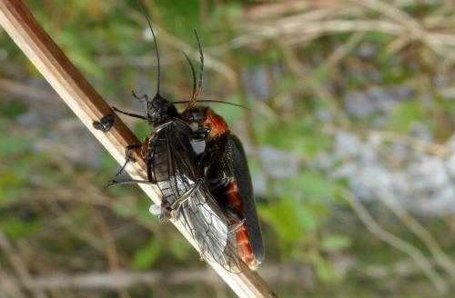 Cantharis fusca