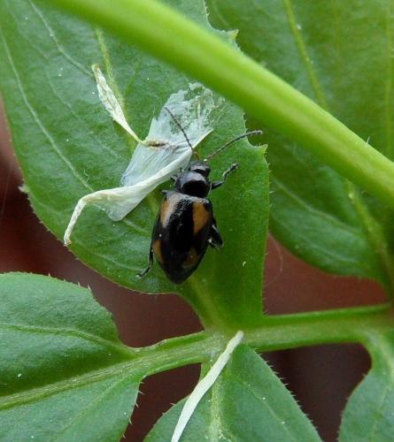 Réf. 119 411 : Phyllotreta sp.