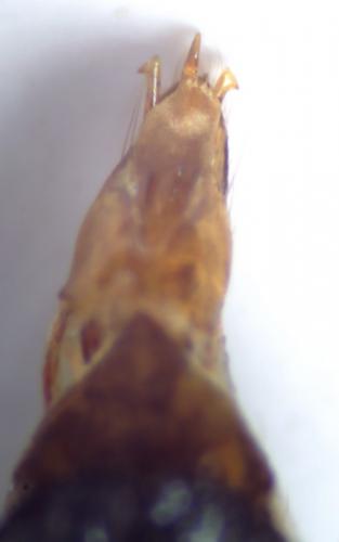 Limonius minutus