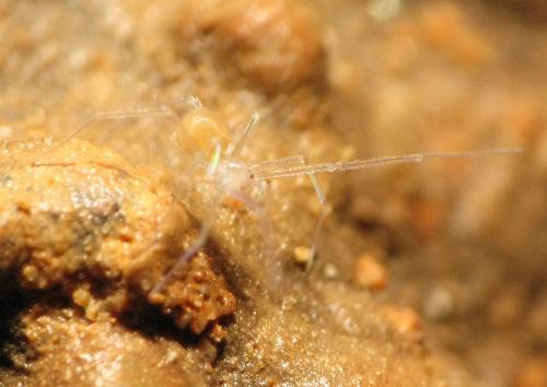 Leptoneta sp.