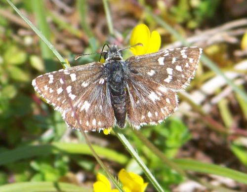 Pyrgus malvae