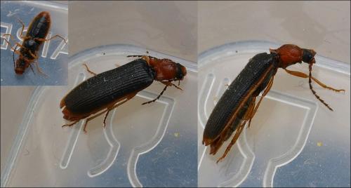 Denticollis linearis