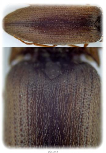 Agriotes sp.