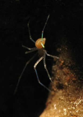 Réf. 119 268 : Leptoneta sp.