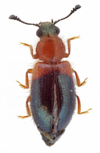 Réf. 119 875 : Necrobia ruficollis