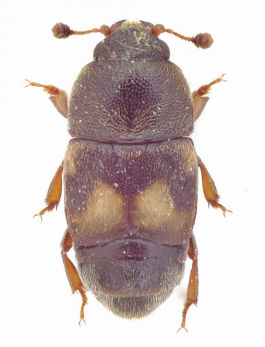 Carpophilus hemipterus