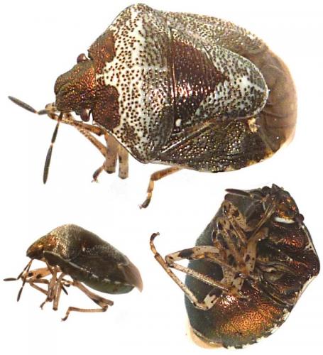 Réf. 119 438 : Stagonomus venustissimus