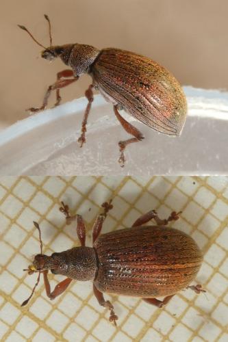 Réf. 119 629 : Polydrusus mollis