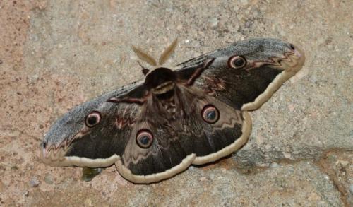 Réf. 119 367 : Saturnia pyri