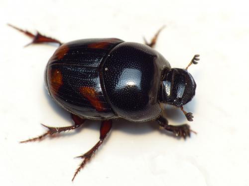 Caccobius schreberi