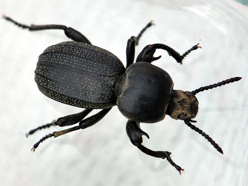 Réf. 119 533 : Scaurus uncinus
