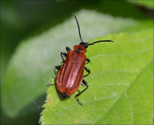 Schizotus pectinicornis