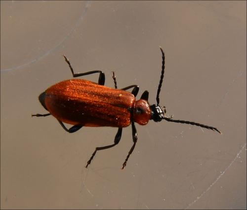 Schizotus pectinicornis