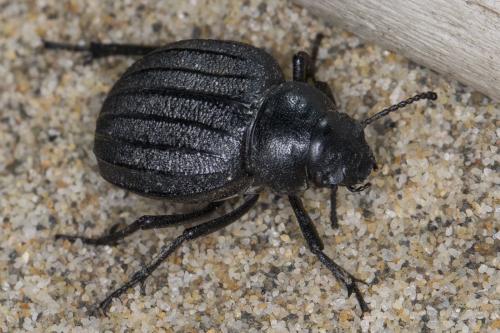 Réf. 119 555 : Pimelia muricata