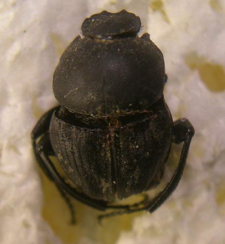 Sisyphus schaefferi