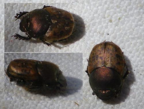 Onthophagus coenobita