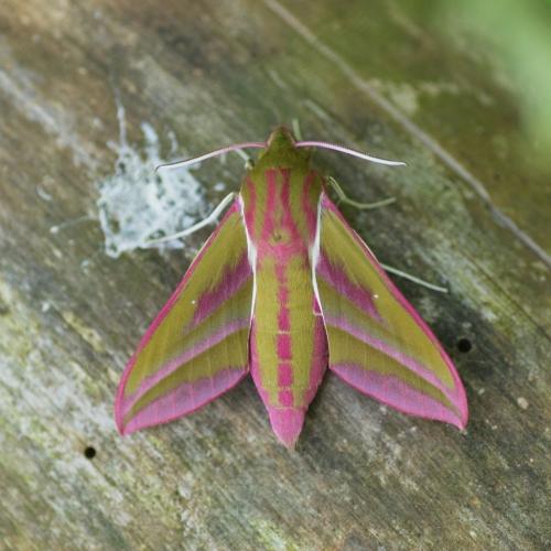 Deilephila elpenor