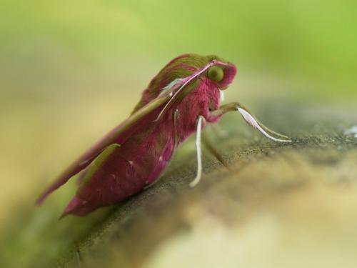 Deilephila elpenor