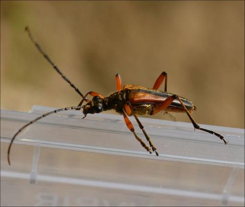 Stenocorus meridianus