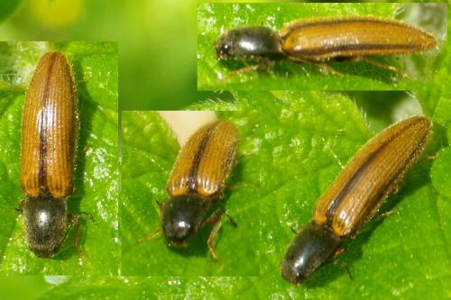 Réf. 119 830 : Athous vittatus