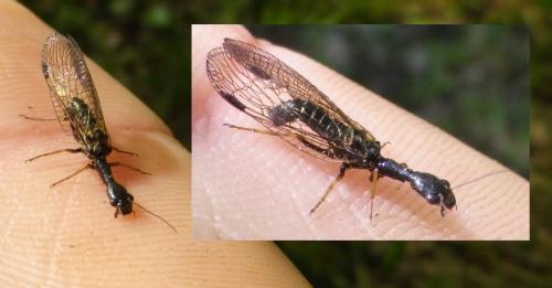 Phaeostigma notatum