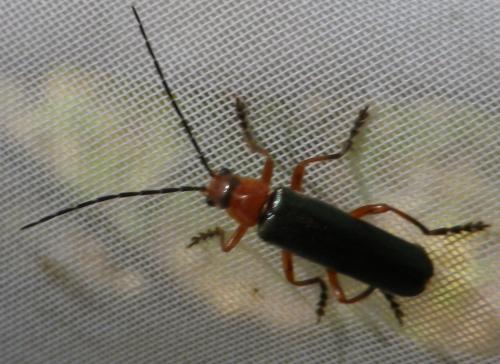 Ancistronycha violacea