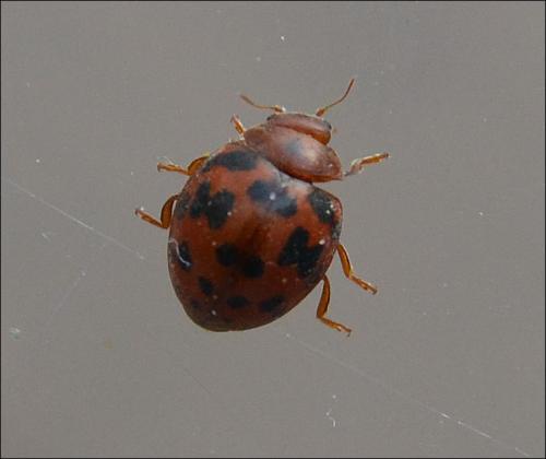 Réf. 119 680 : Subcoccinella vigintiquatuorpunctata