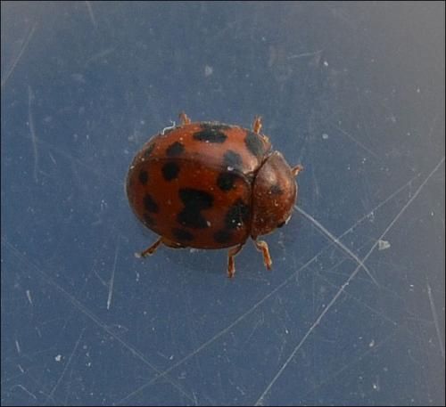 Réf. 119 681 : Subcoccinella vigintiquatuorpunctata