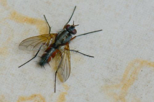 Réf. 119 618 : Mintho rufiventris