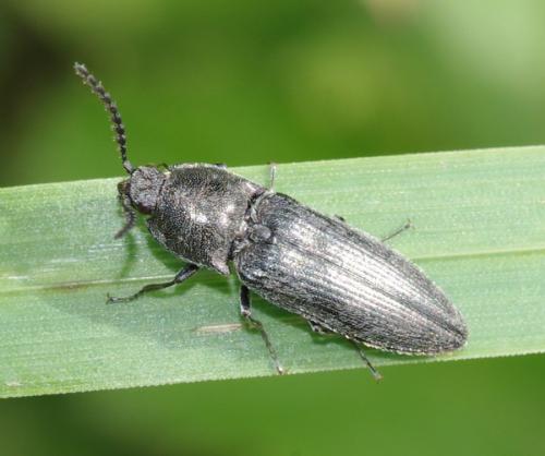 Cidnopus sp.