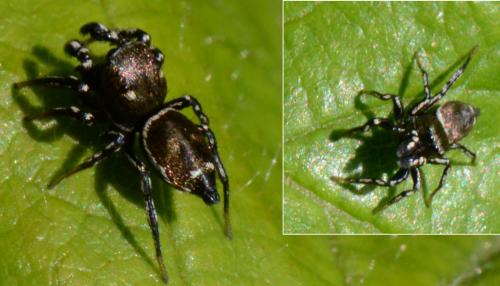 Heliophanus sp.