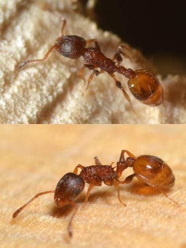 Réf. 119 484 : Temnothorax lichtensteini