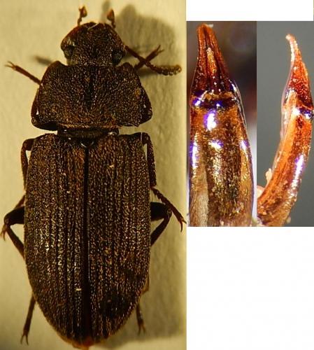 Réf. 119 087 : Gonocephalum rusticum