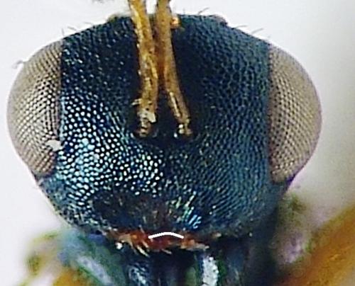 Dirhicnus ramealis