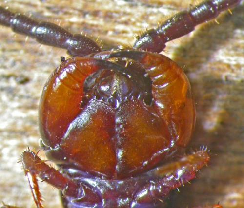 Réf. 119 790 : Lithobius pilicornis