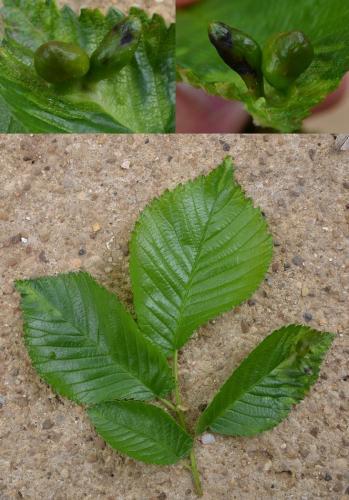 Tetraneura ulmi