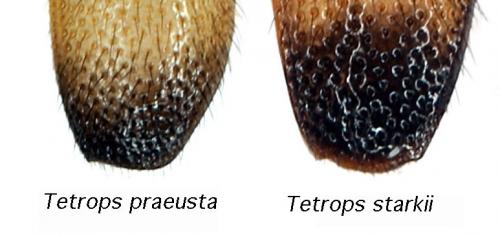 Tetrops divers