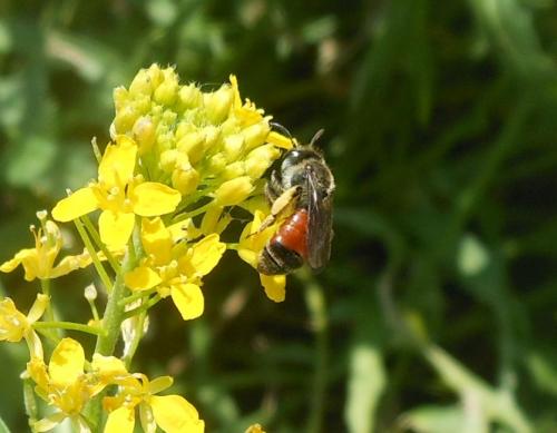 Andrena labiata