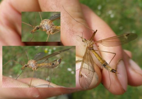 Réf. 119 183 : Tipula lunata