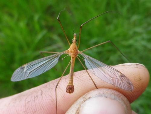 Tipula sp.
