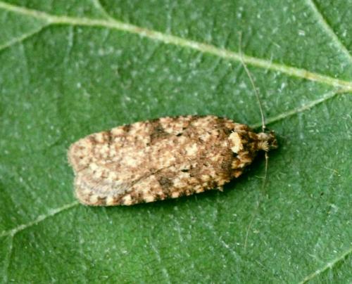 Réf. 119 984 : Agonopterix ferocella