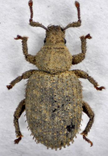Cathormiocerus spinosus