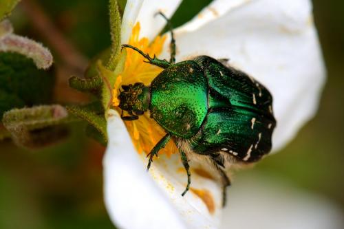 Réf. 119 565 : Cetonia carthami