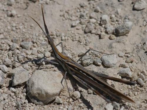 Réf. 119 587 : Truxalis eximia cypria